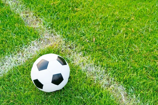 意甲直播体育 体育盛况